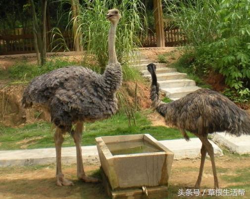 养殖“大笨鸟”,敲开致富门,80后回老家创业成为新一代农场主