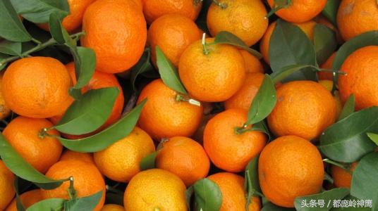 打了糖的水果能吃吗,可怕的沙糖桔看完了你还想吃吗