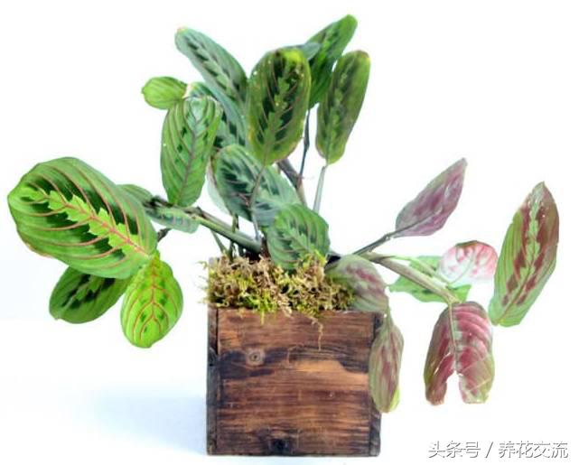 净化室内空气的十大盆栽,适合净化空气好养的绿植