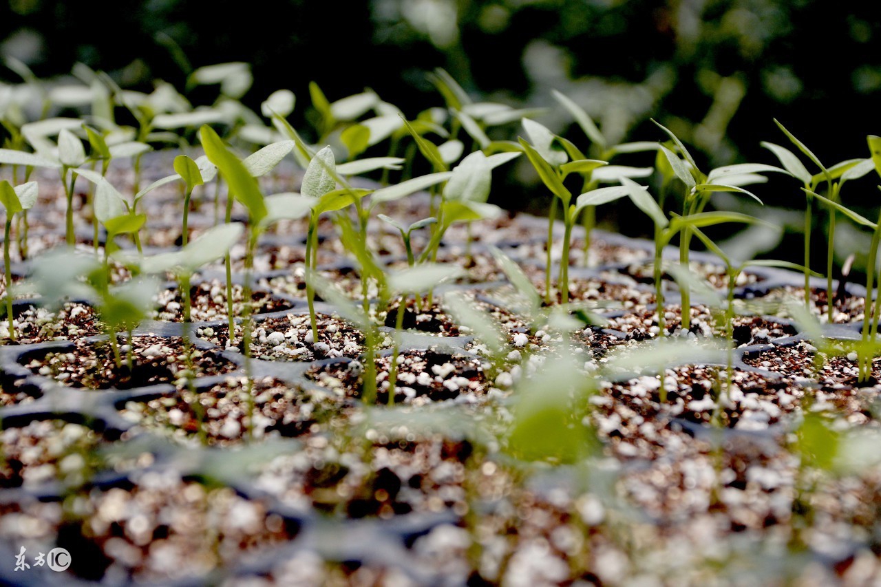 想种草莓没苗怎么办,想种草莓没技术怎么办