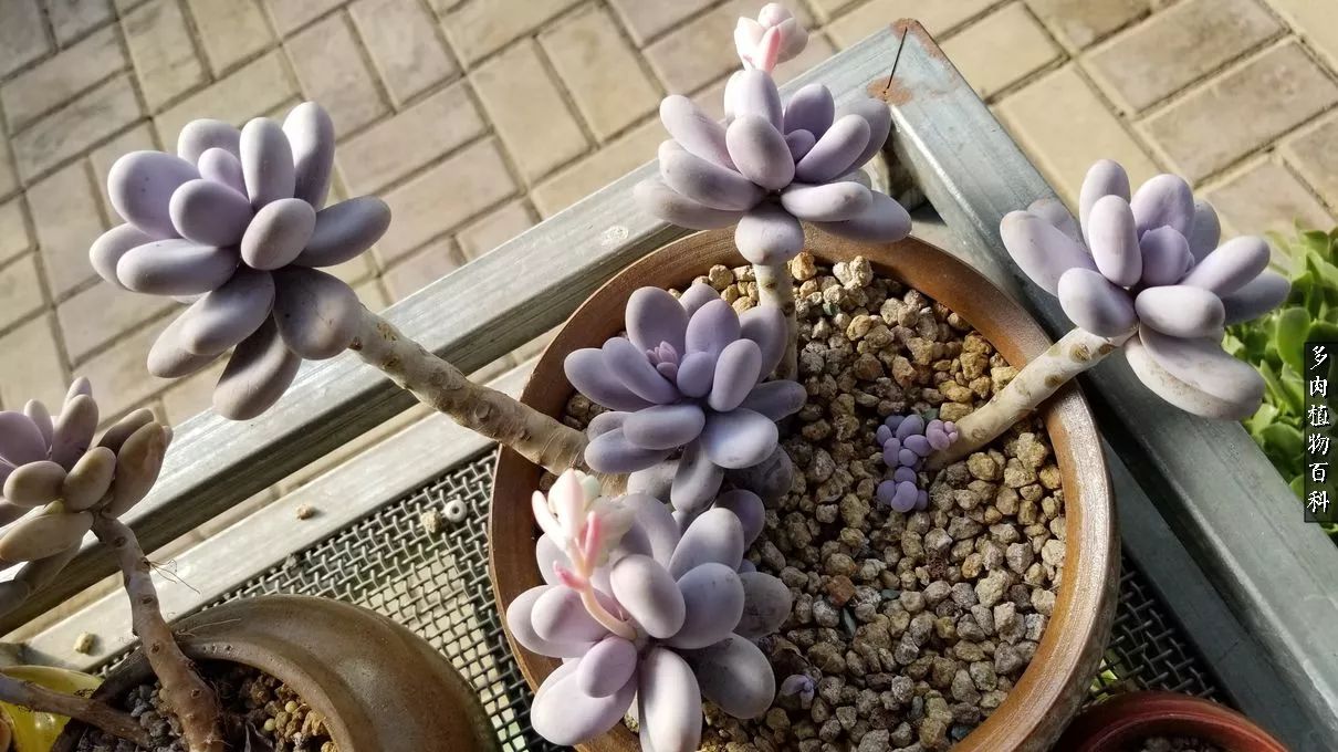 多肉如何养才不损耗杆子的养分,夏季带盆土的多肉要修根吗