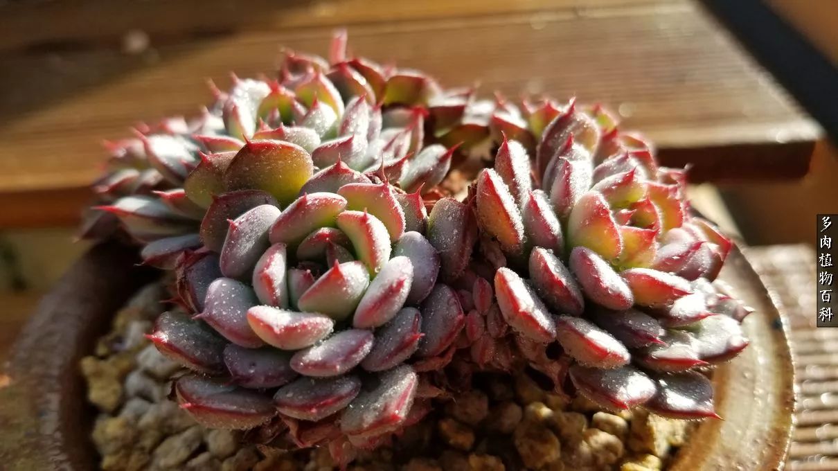 多肉如何养才不损耗杆子的养分,夏季带盆土的多肉要修根吗