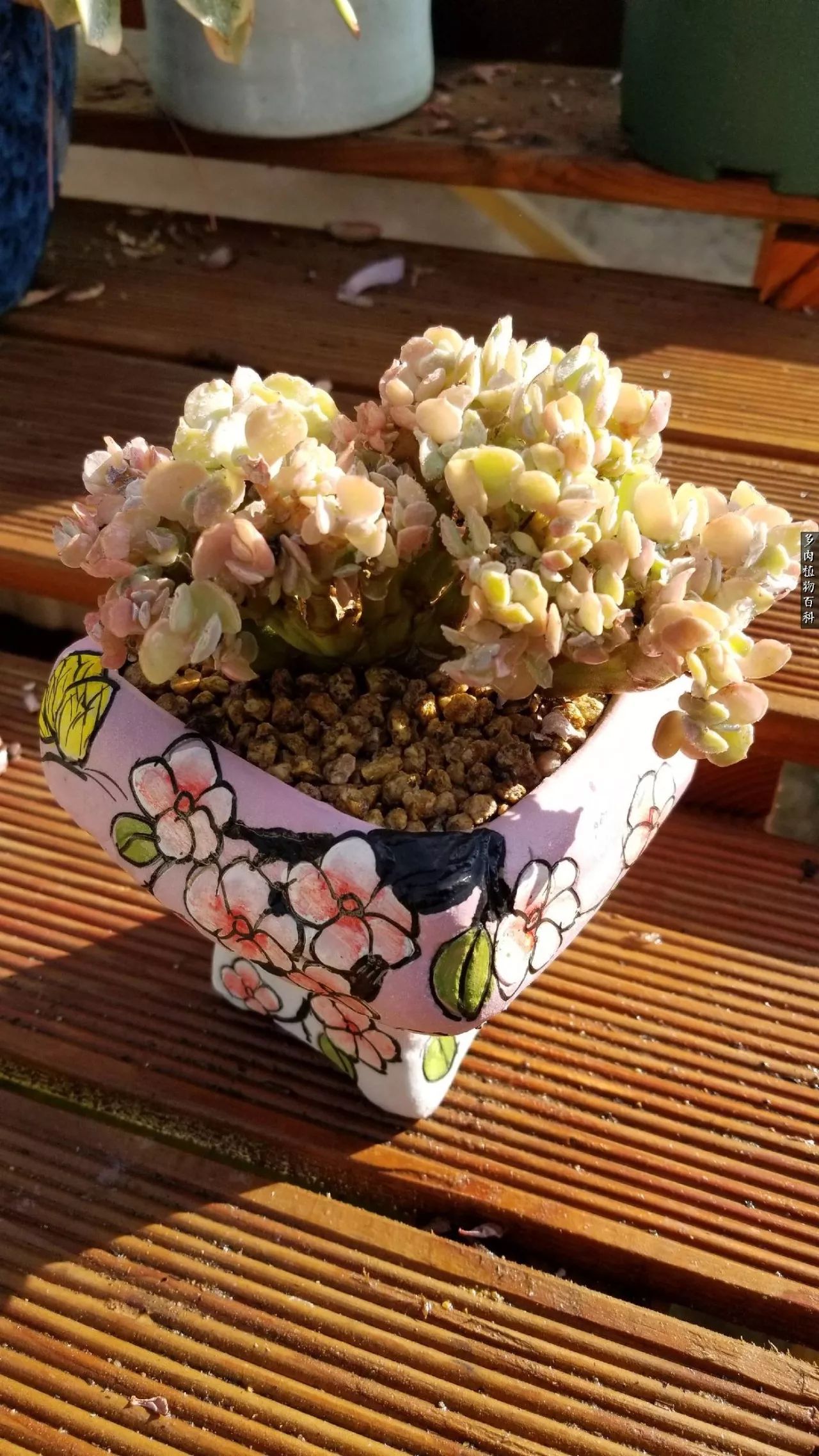 多肉如何养才不损耗杆子的养分,夏季带盆土的多肉要修根吗