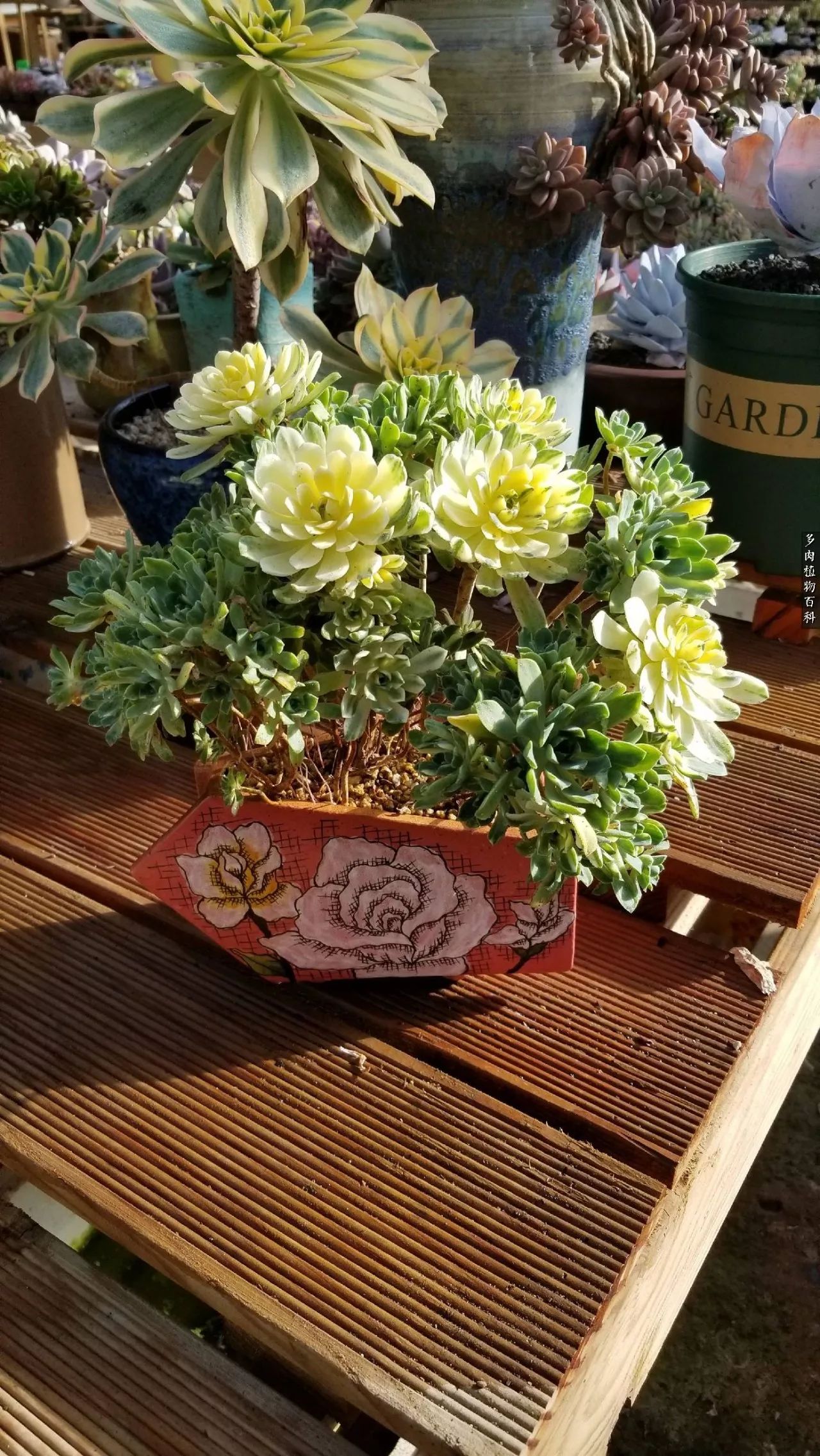 多肉如何养才不损耗杆子的养分,夏季带盆土的多肉要修根吗