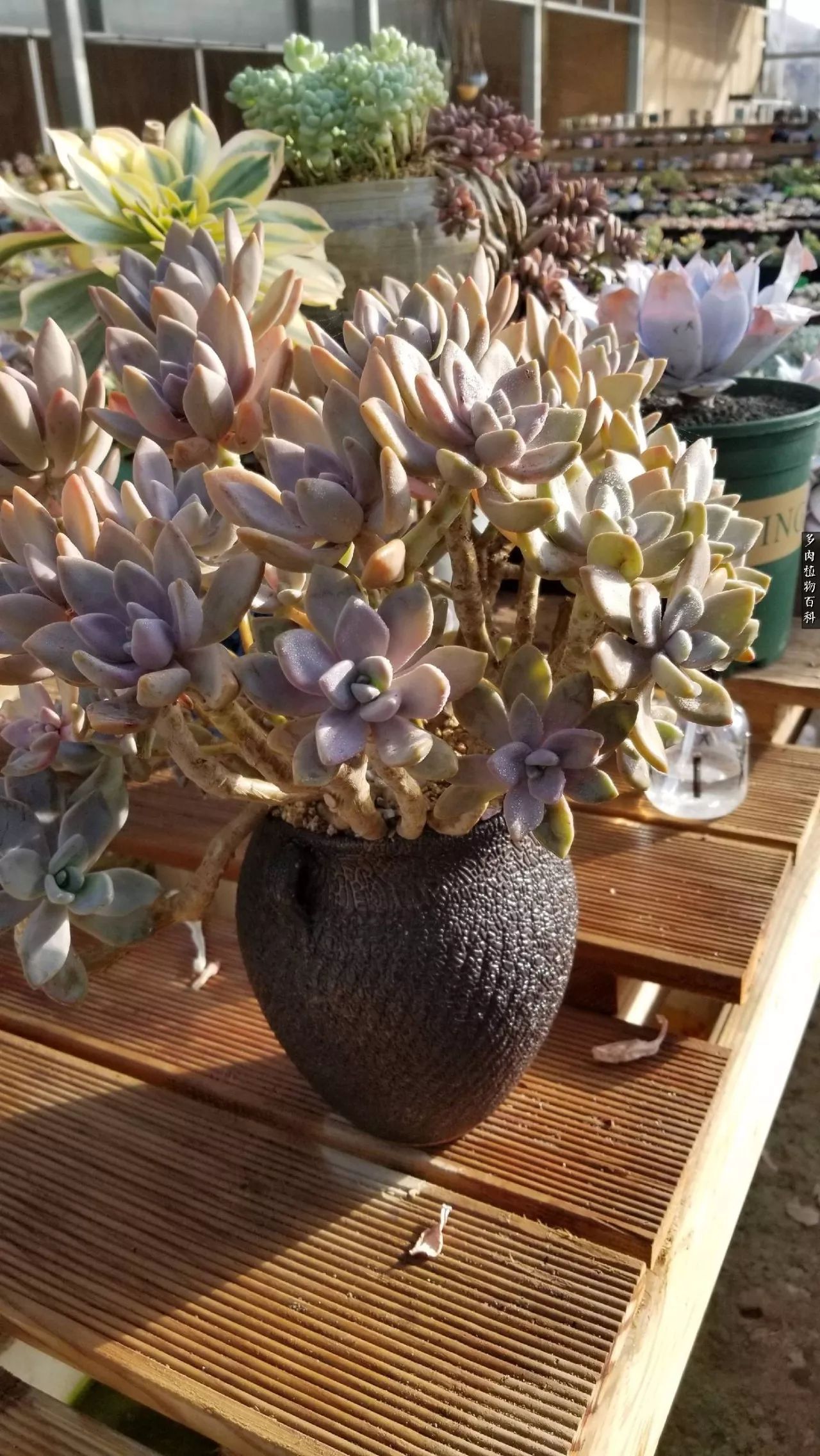 多肉如何养才不损耗杆子的养分,夏季带盆土的多肉要修根吗