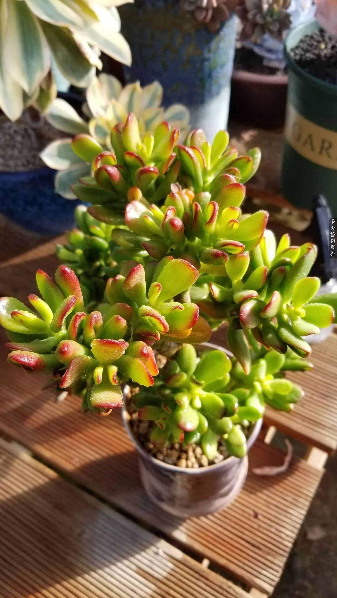 多肉如何养才不损耗杆子的养分,夏季带盆土的多肉要修根吗