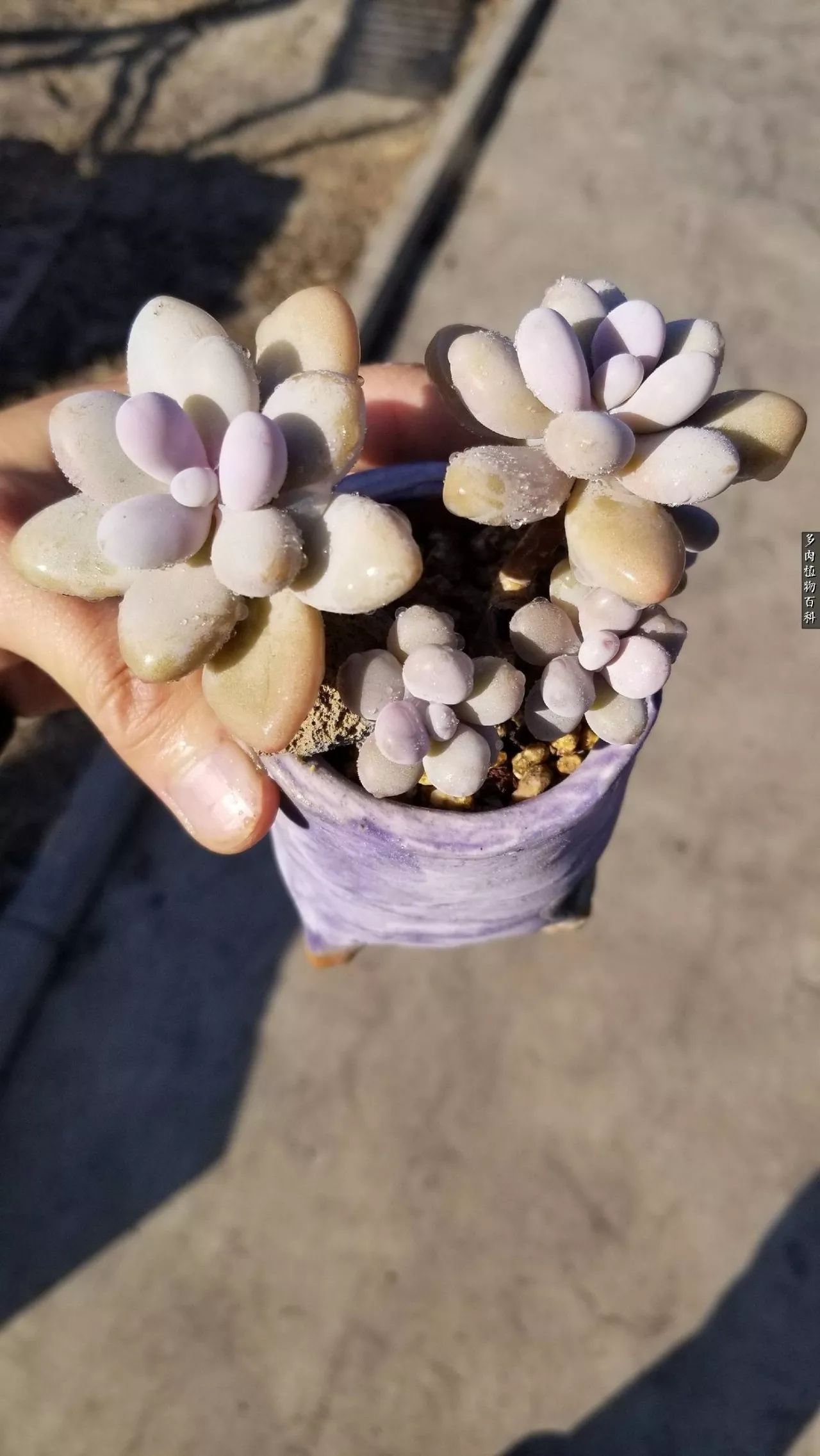 多肉如何养才不损耗杆子的养分,夏季带盆土的多肉要修根吗