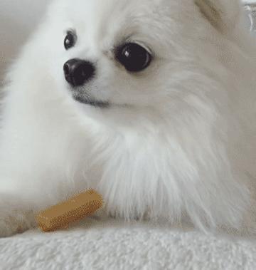 小博美可爱超萌视频,可爱小博美日常生活