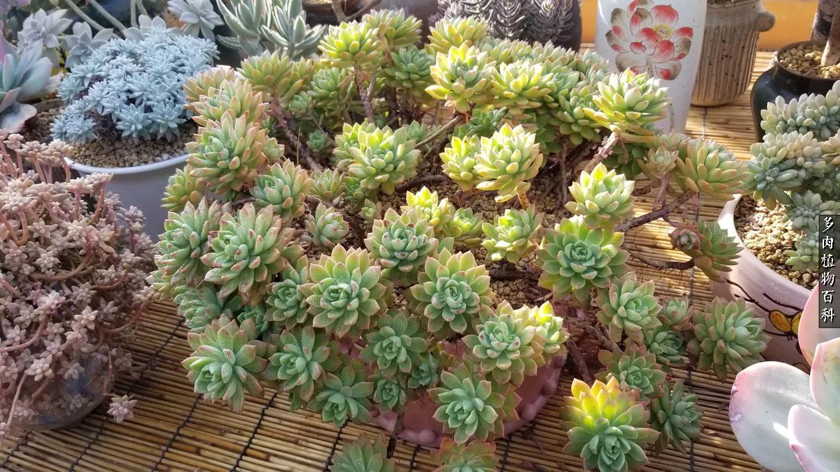 多肉如何养才不损耗杆子的养分,夏季带盆土的多肉要修根吗