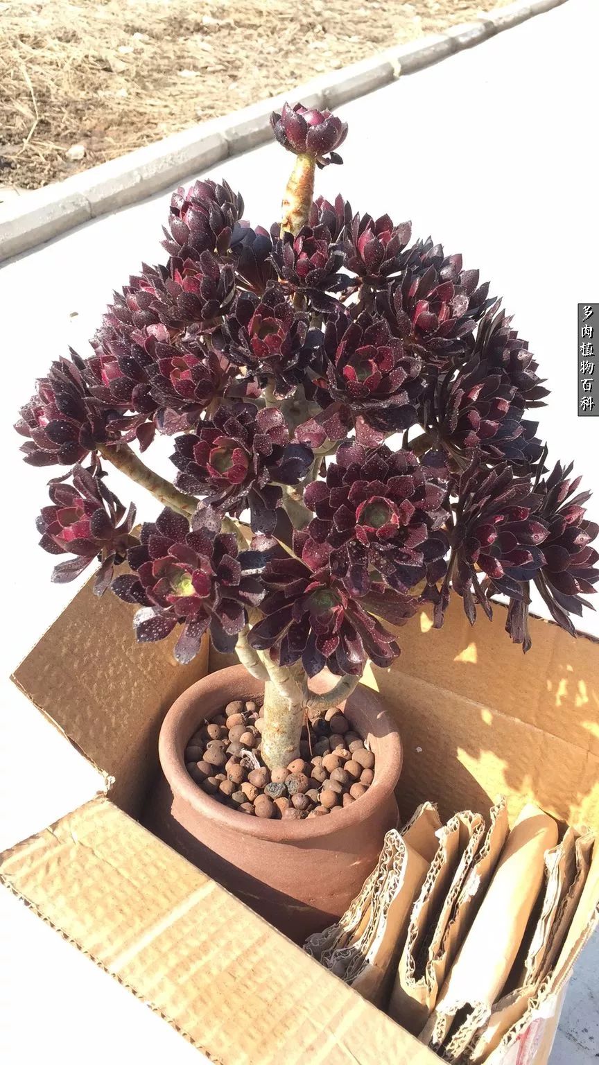 多肉如何养才不损耗杆子的养分,夏季带盆土的多肉要修根吗