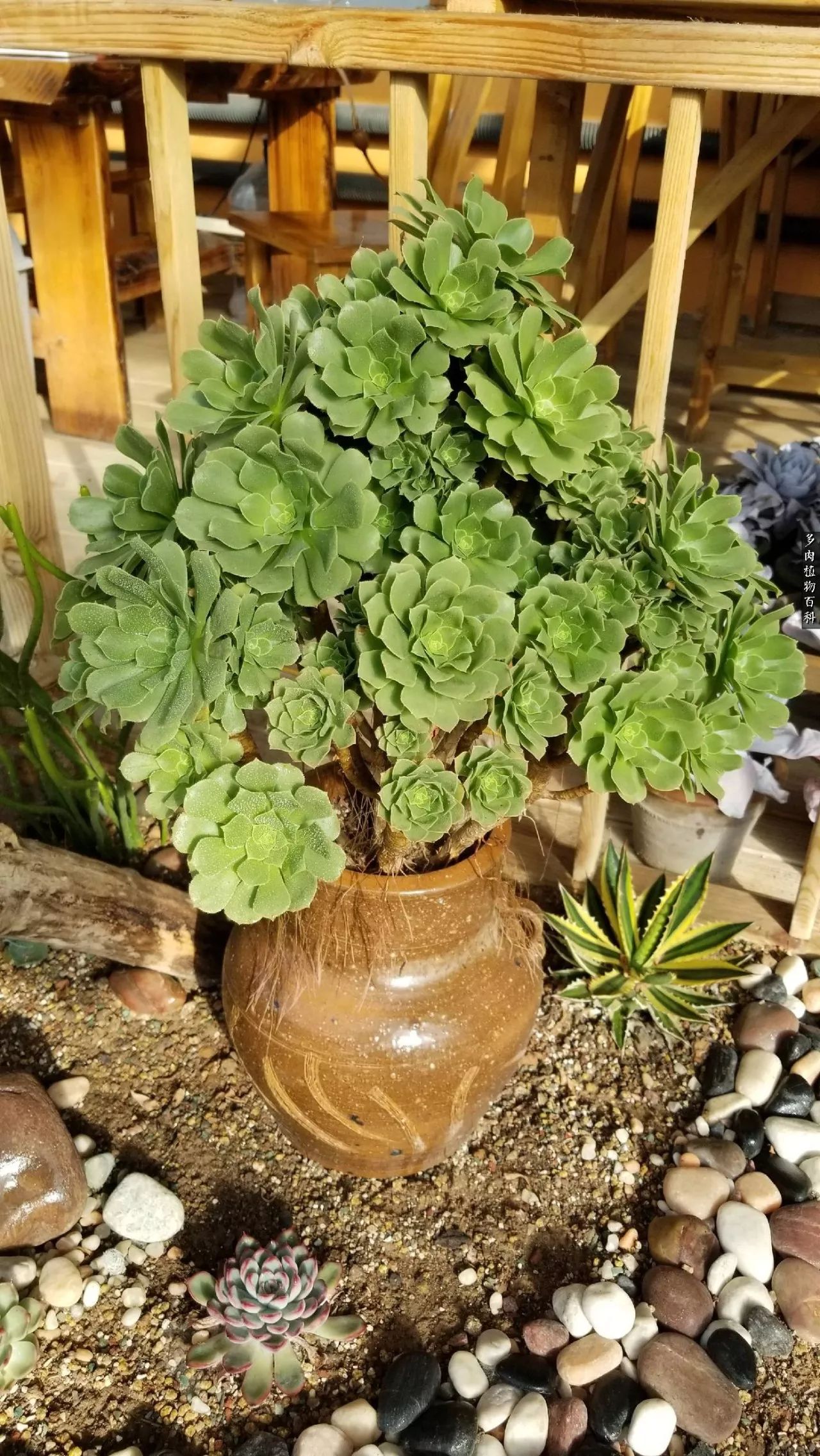 多肉如何养才不损耗杆子的养分,夏季带盆土的多肉要修根吗