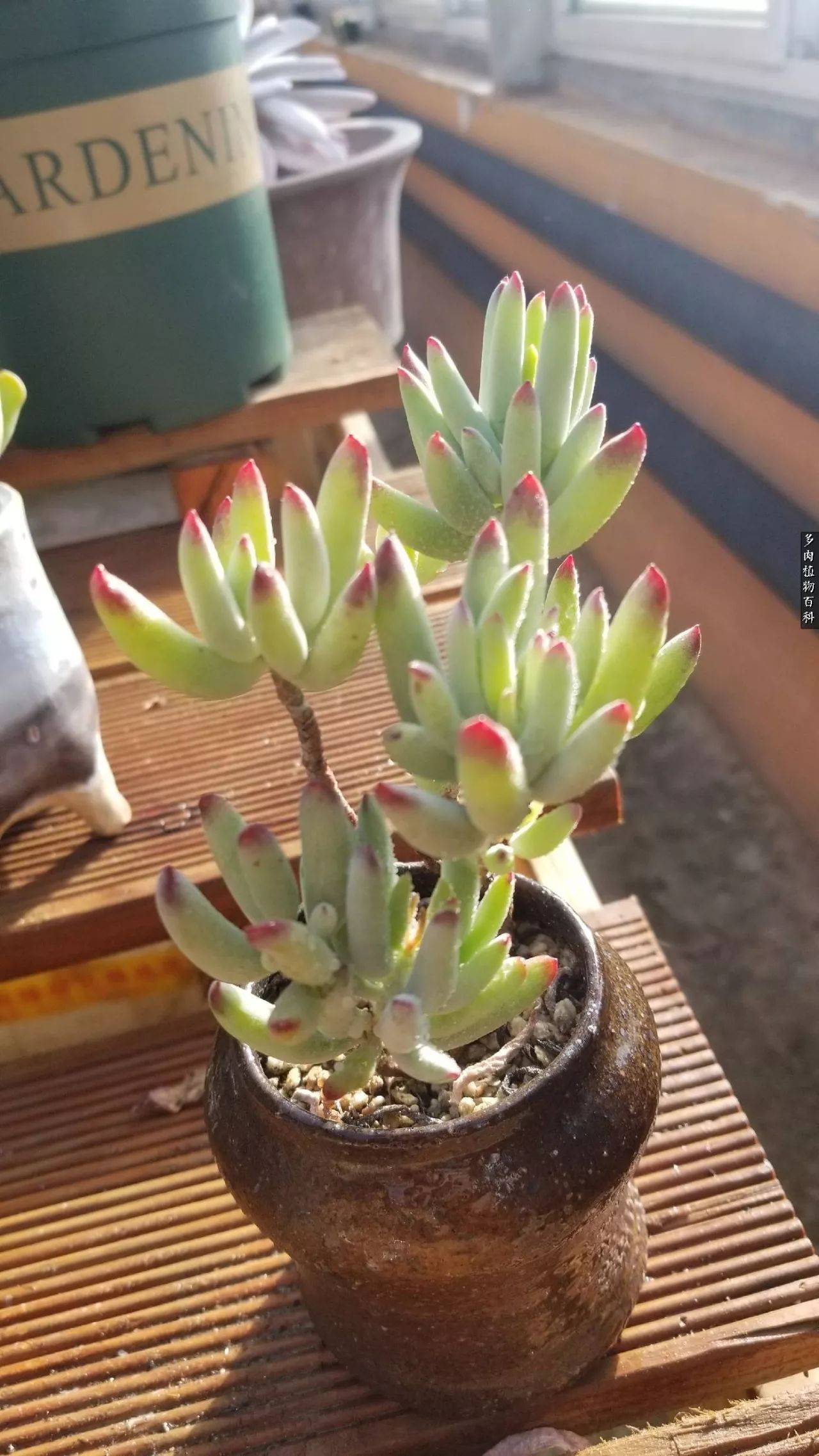 多肉如何养才不损耗杆子的养分,夏季带盆土的多肉要修根吗