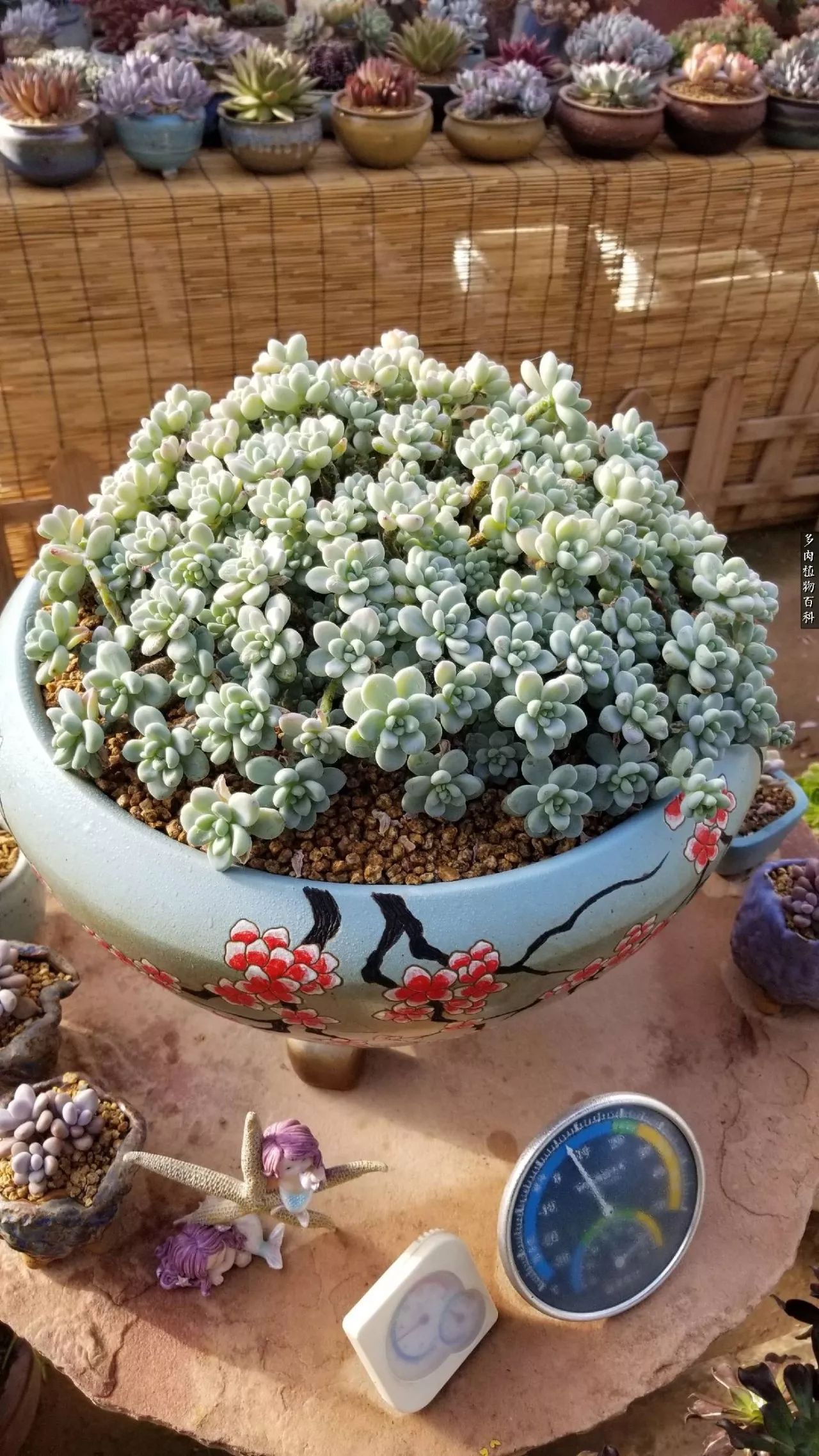 多肉如何养才不损耗杆子的养分,夏季带盆土的多肉要修根吗