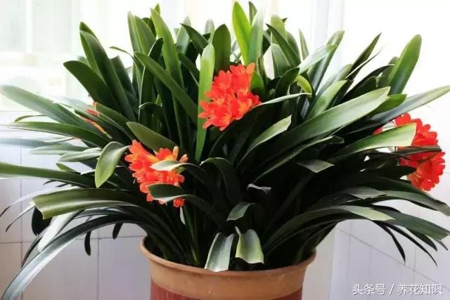 君子兰开花初期的管理方法,君子兰怎么养生长快视频