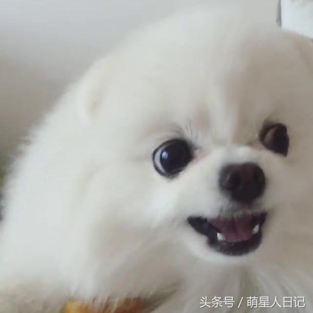 小博美可爱超萌视频,可爱小博美日常生活