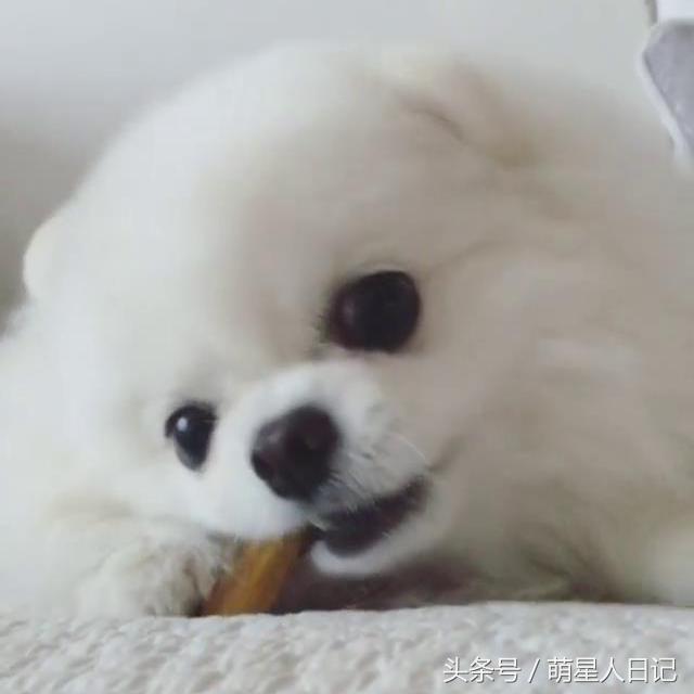 小博美可爱超萌视频,可爱小博美日常生活