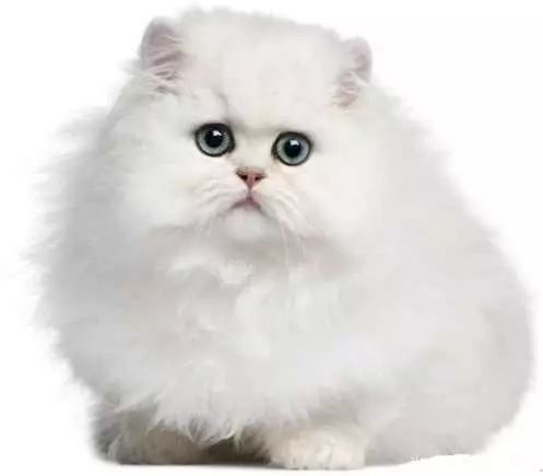 2017猫咪界全球最美面孔颁布了，第四张犹如猫界仙女下凡