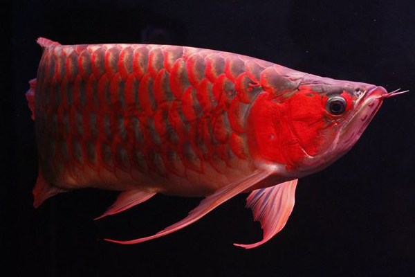 60公分龙鱼怎么喂才养出好体型,新手养龙鱼入门多少钱一条合适