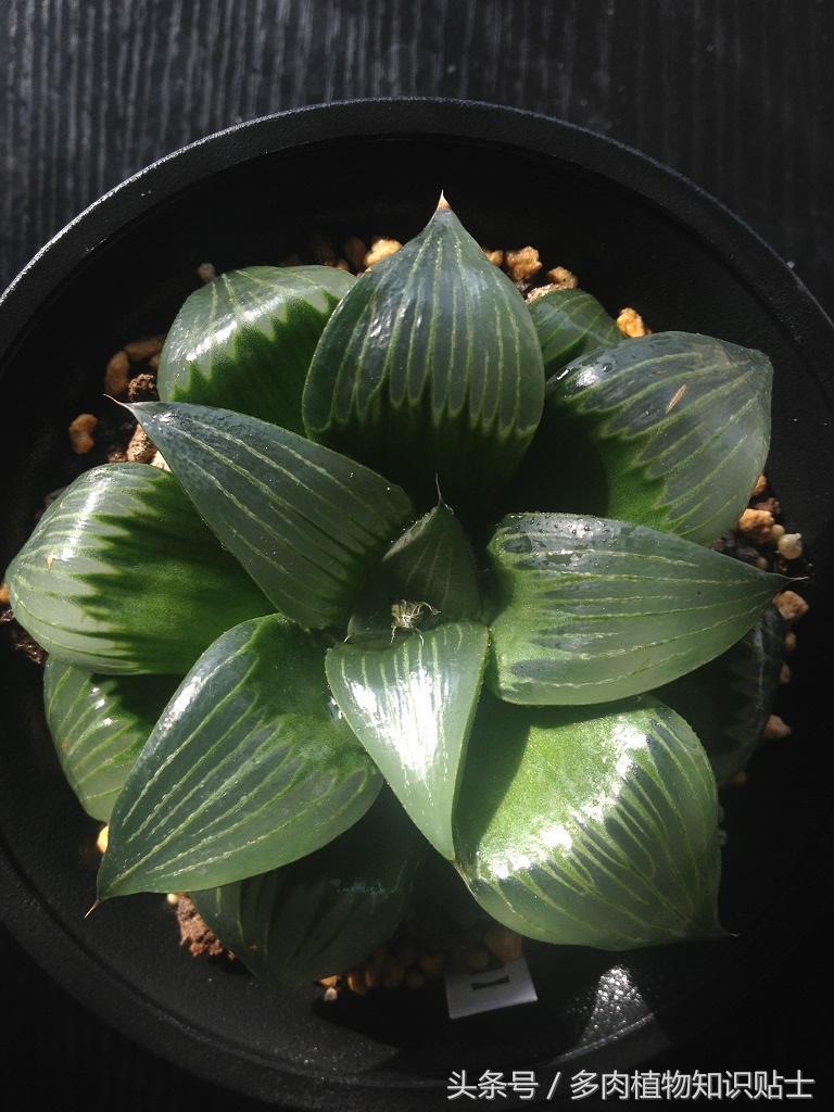 十二卷叶子干瘪如何恢复,十二卷叶子软了怎么补救