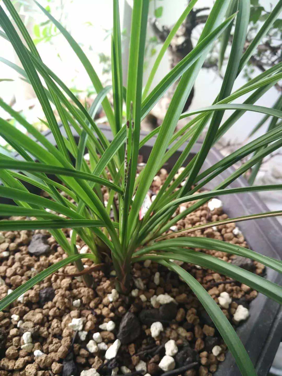 为什么兰花花苞会消苞呢,兰花春化中花苞停止生长