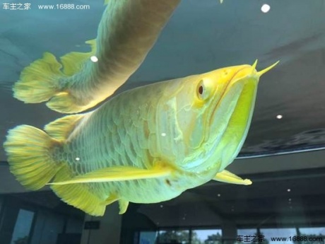 佳鸿集团丨中国（深圳）国际水族文化节盛大开幕