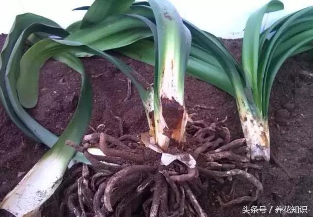 君子兰开花初期的管理方法,君子兰怎么养生长快视频