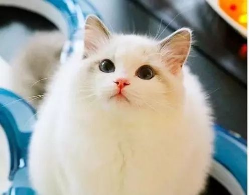 2017猫咪界全球最美面孔颁布了，第四张犹如猫界仙女下凡