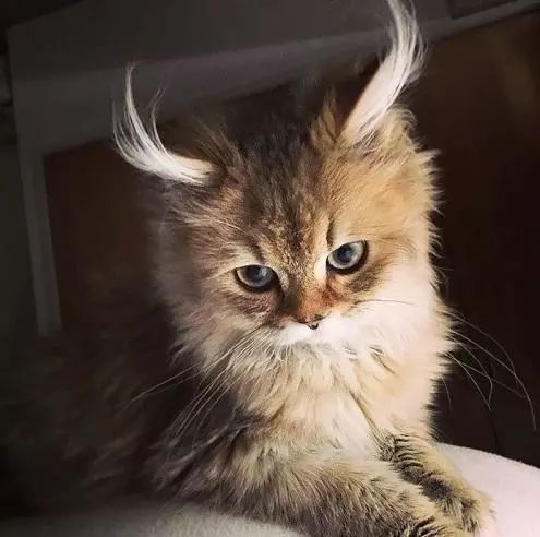 2017猫咪界全球最美面孔颁布了，第四张犹如猫界仙女下凡