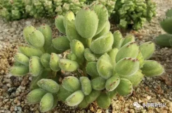 像熊爪子一样的多肉,多肉观察日记100字以上