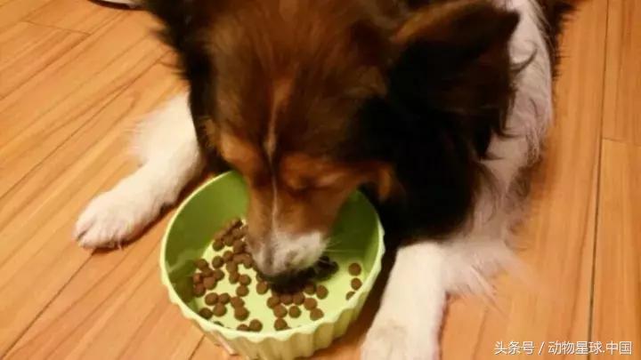 锋哥的初心,锋哥的初心宠物