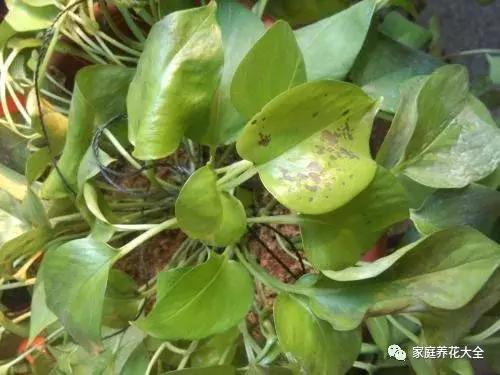 绿萝发财树发黄最快处理方法,发财树绿萝冬天叶子枯萎挽救方法