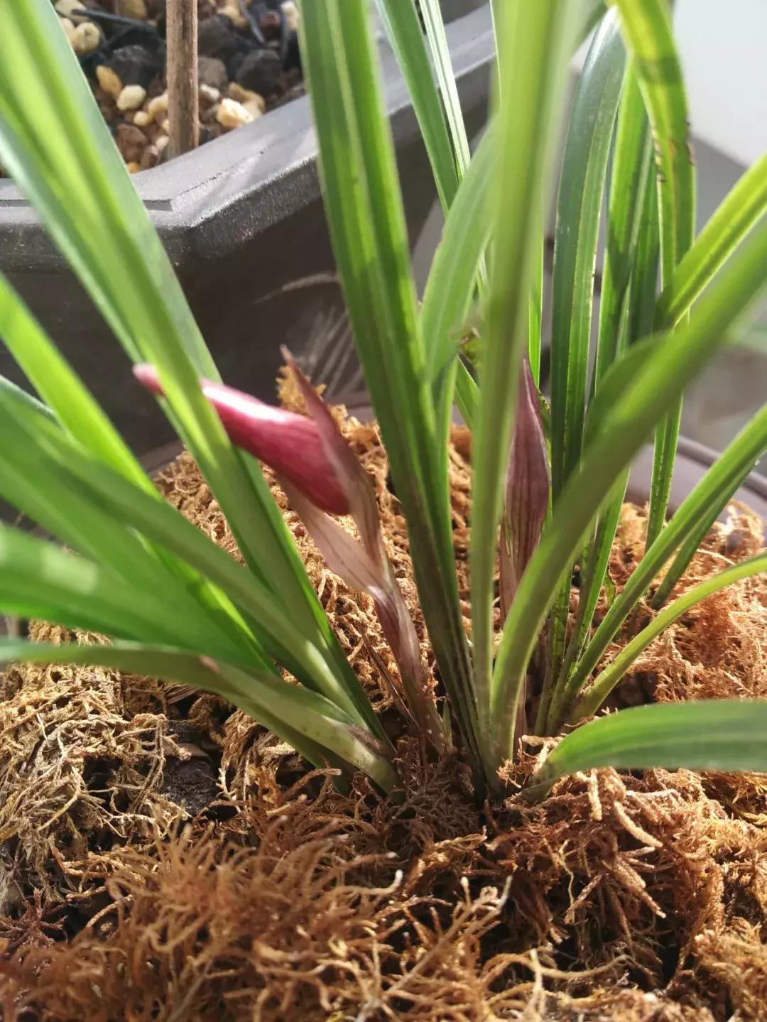 为什么兰花花苞会消苞呢,兰花春化中花苞停止生长