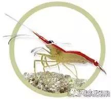 自己繁殖海水观赏虾,海水观赏虾最耐高温
