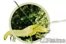 自己繁殖海水观赏虾,海水观赏虾最耐高温
