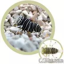 自己繁殖海水观赏虾,海水观赏虾最耐高温