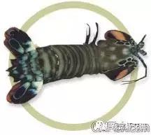 自己繁殖海水观赏虾,海水观赏虾最耐高温