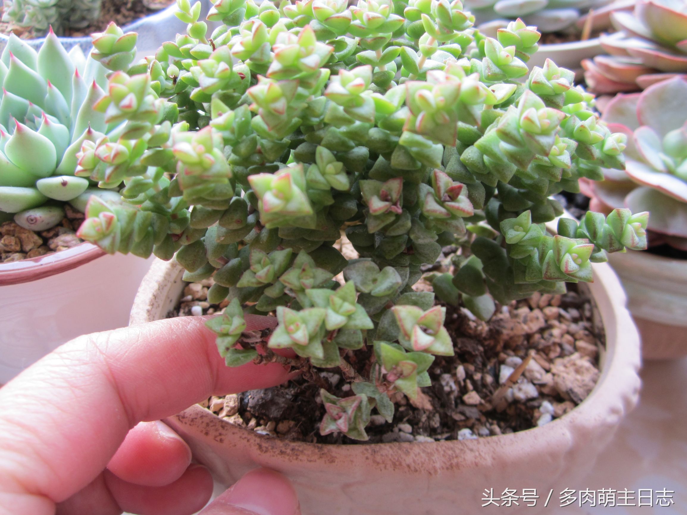 挽救濒临死亡的多肉,如何挽救一株快死的多肉
