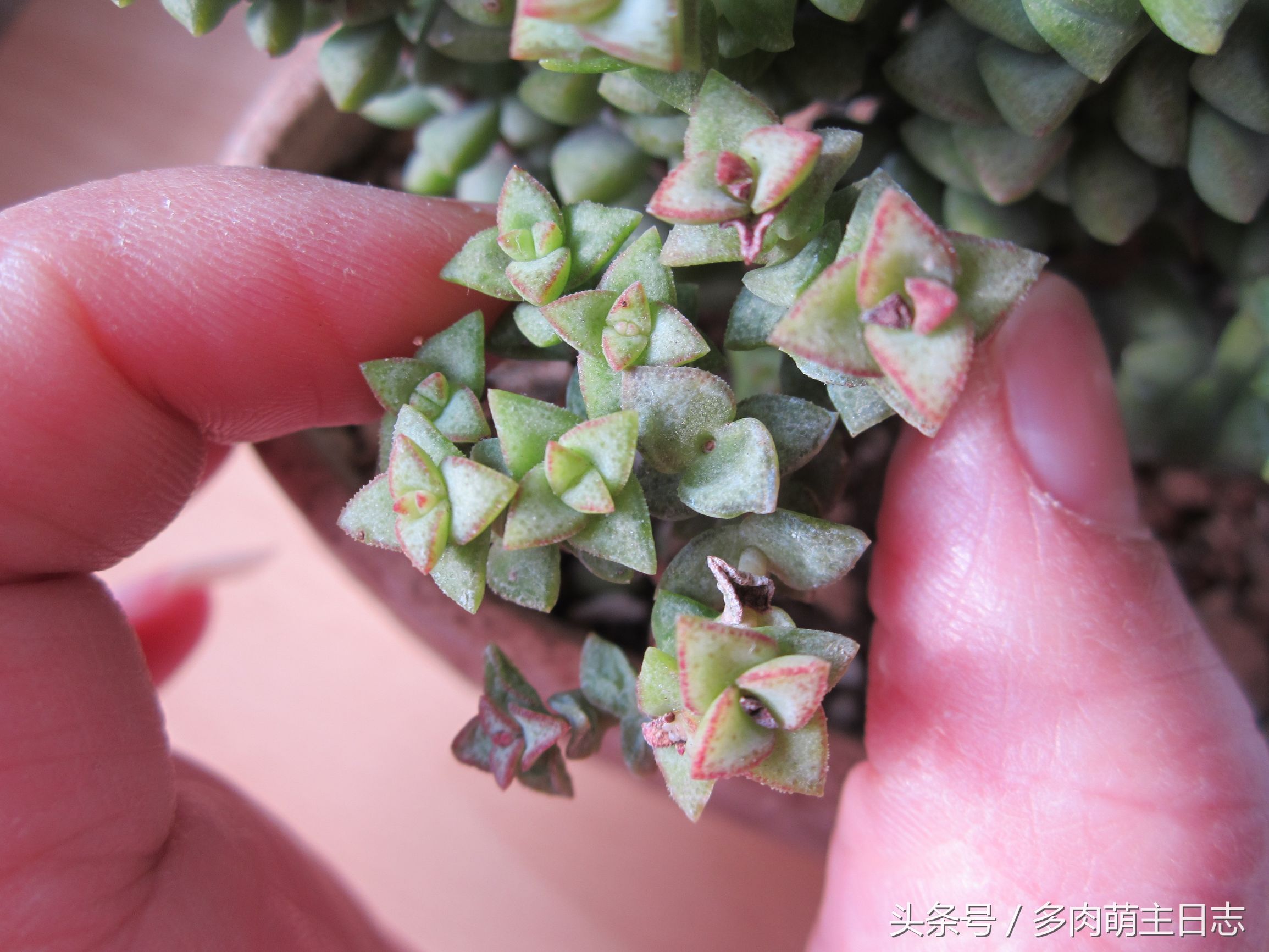 挽救濒临死亡的多肉,如何挽救一株快死的多肉
