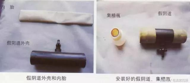 人工授精羊去哪里买,羊人工授精图文详解