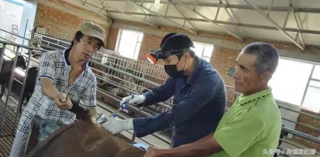 人工授精羊去哪里买,羊人工授精图文详解