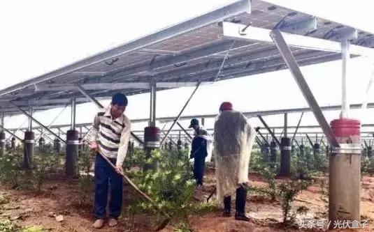 光伏农业基础知识,光伏农业项目经典案例