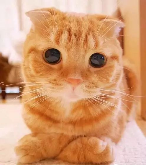 2017猫咪界全球最美面孔颁布了，第四张犹如猫界仙女下凡