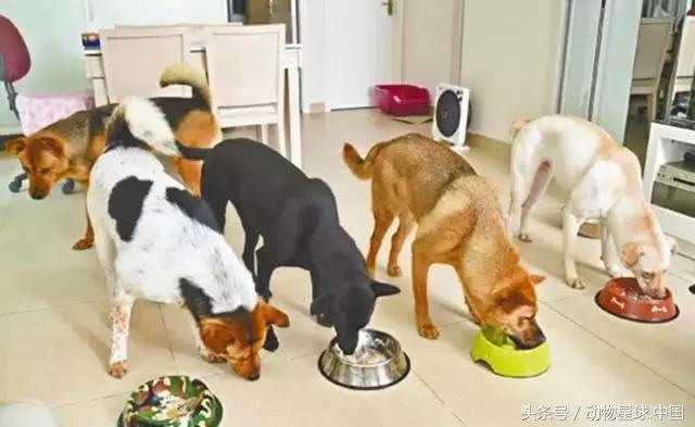 锋哥的初心,锋哥的初心宠物