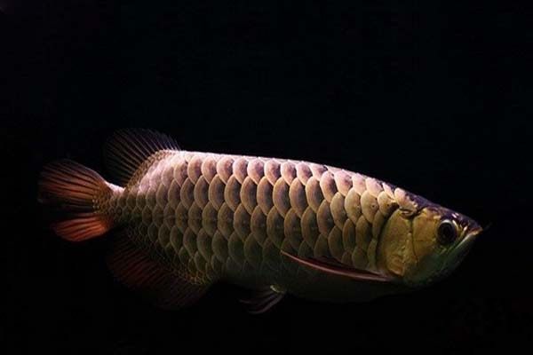 怎么选好的龙鱼,好的金龙鱼具备哪些特征