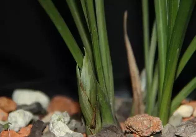 为什么兰花花苞会消苞呢,兰花春化中花苞停止生长