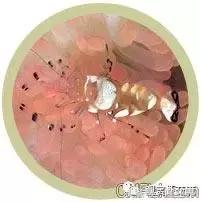 自己繁殖海水观赏虾,海水观赏虾最耐高温