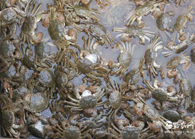 怎么洗螃蟹才是最干净的,怎样清洗河螃蟹最简单的方法