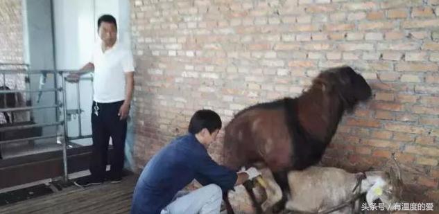 人工授精羊去哪里买,羊人工授精图文详解