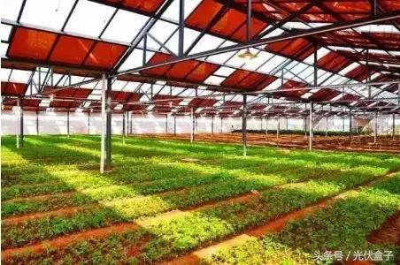 光伏农业基础知识,光伏农业项目经典案例