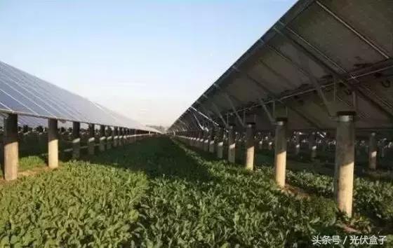光伏农业基础知识,光伏农业项目经典案例